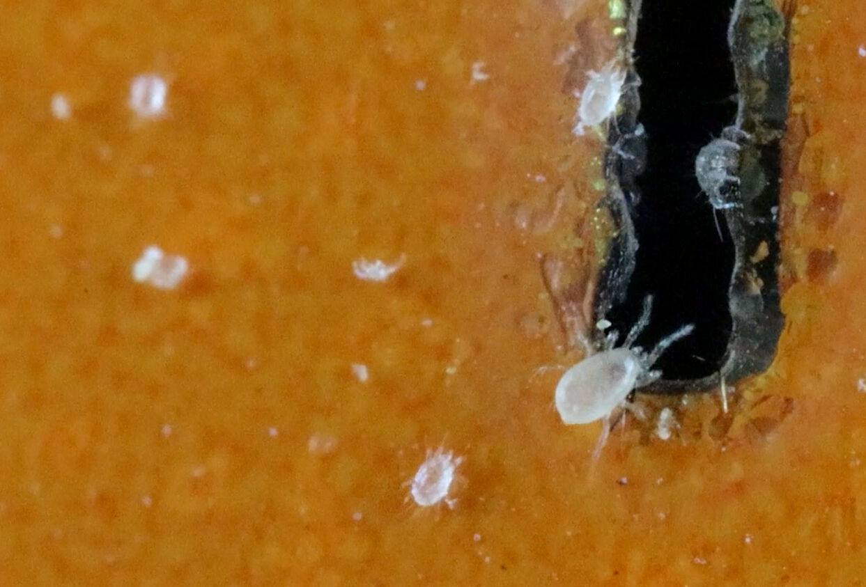 Swirski-Mite: the do’s and don'ts in a nutshell