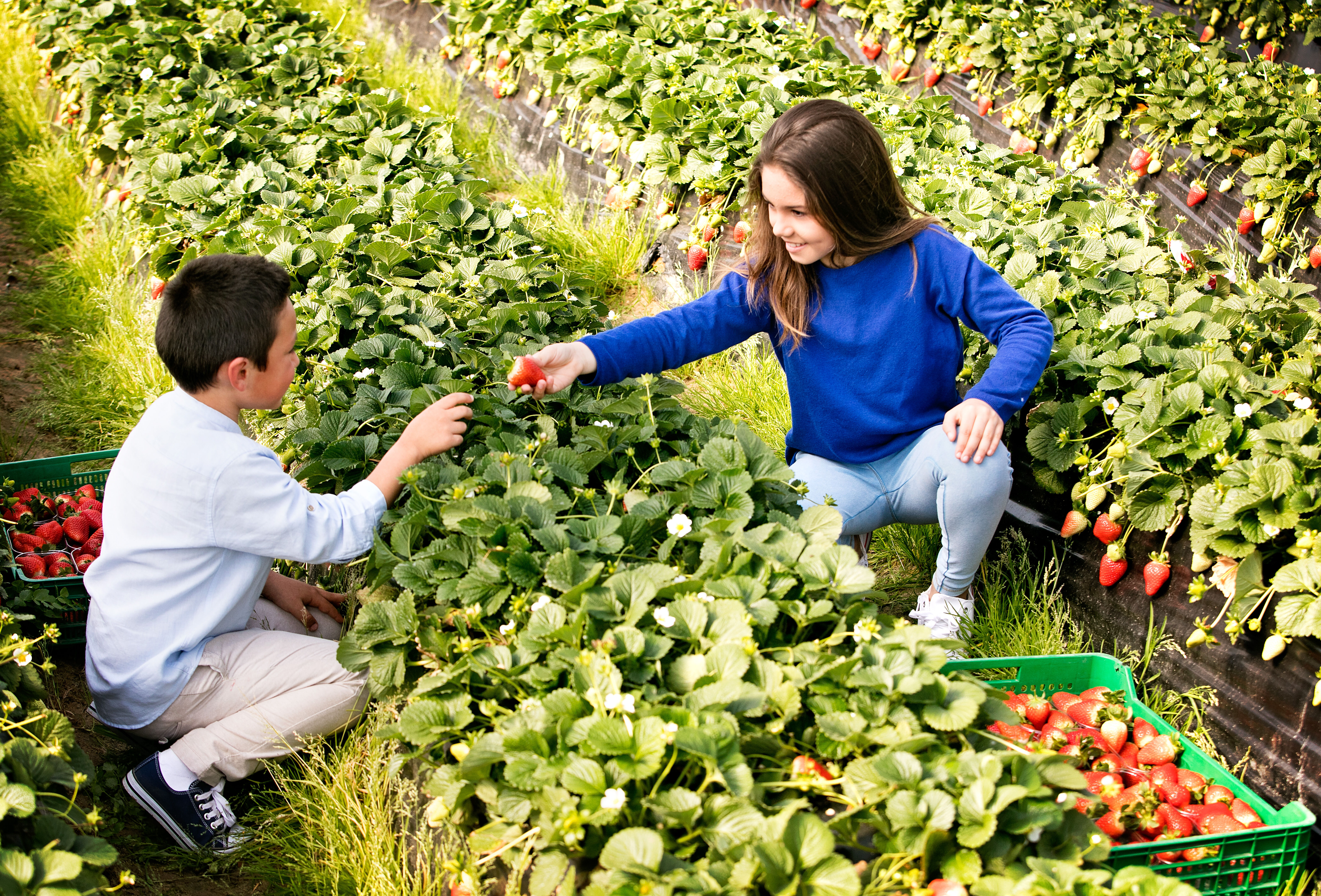 Once Again Koppert and CABI Collaborate