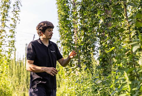 A dive into organic hop farming and biological crop protection