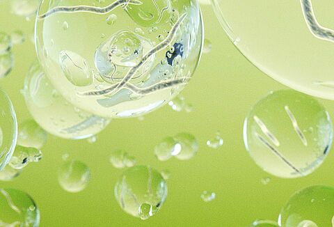 Beneficial nematodes to control pests in outdoor crops