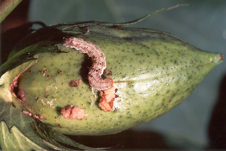 Tobacco budworm Chloridea virescens Damage on Cotton plant