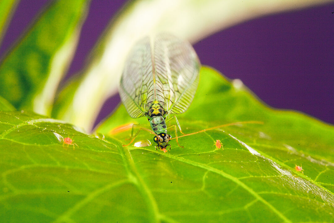 Predatory insects for Pest Control