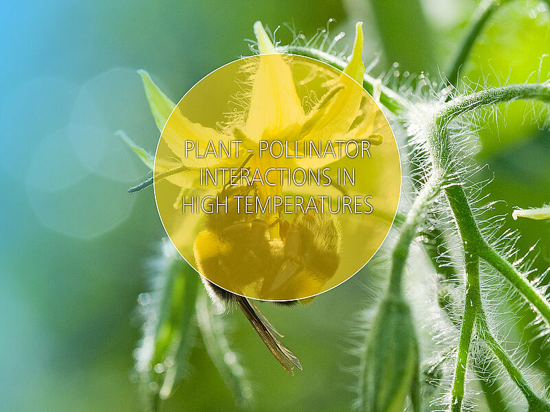 PLANT_-_POLLINATOR_Article_.jpg