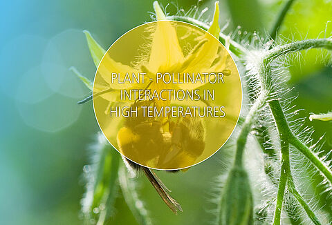 Crucial Information on Pollination at High Temperatures
