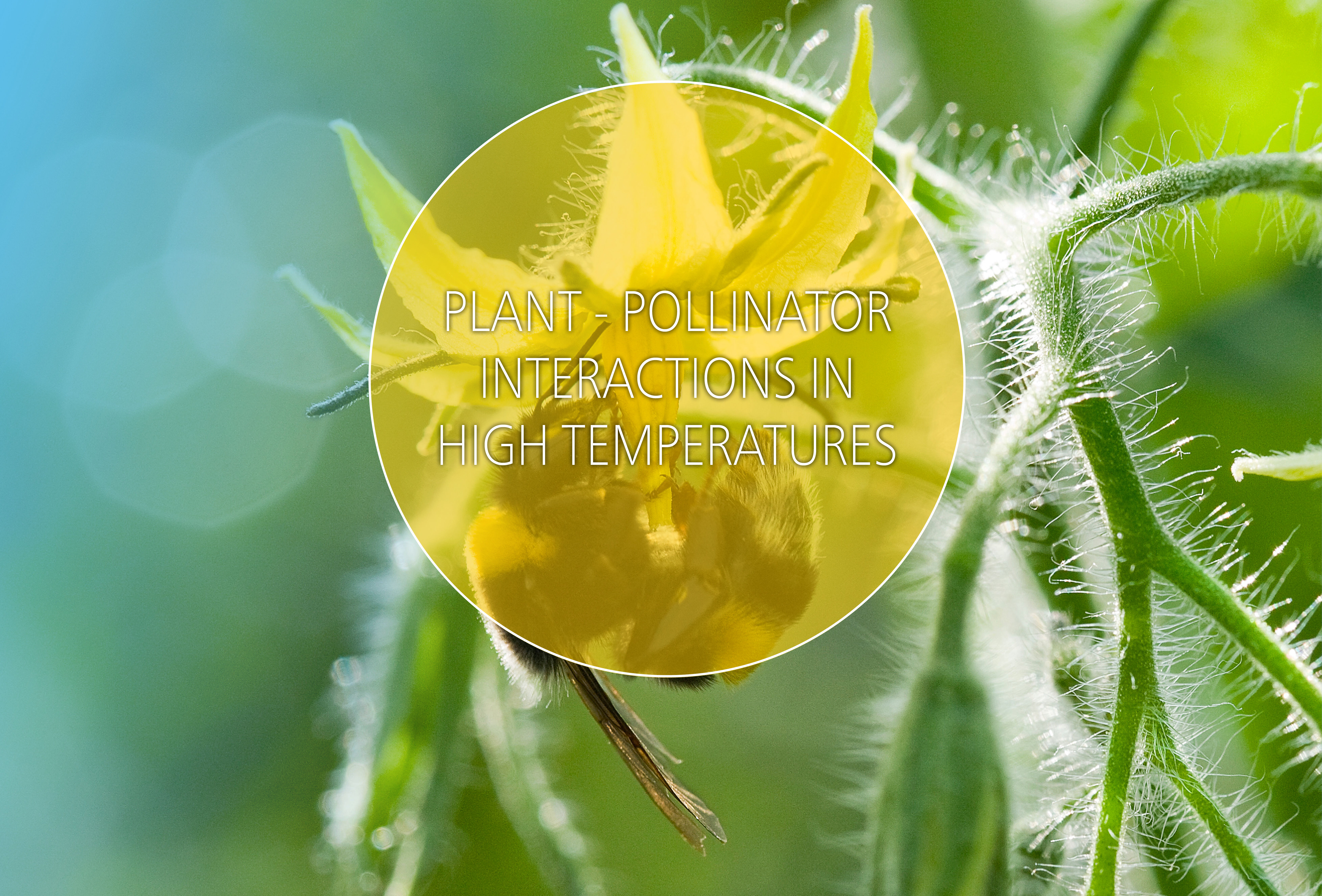 Crucial Information on Pollination at High Temperatures