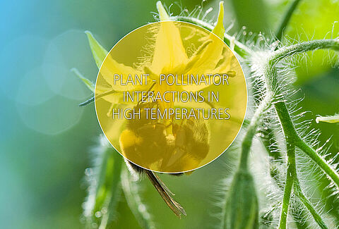 Crucial Information on Pollination at High Temperatures