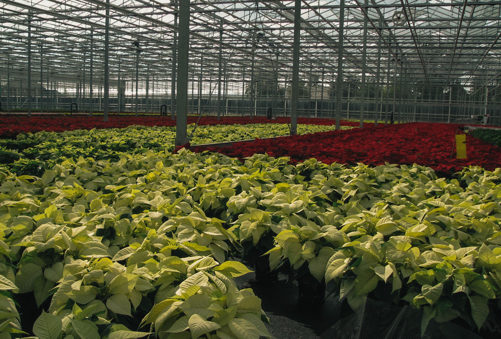 Protect Poinsettias From Whiteflies