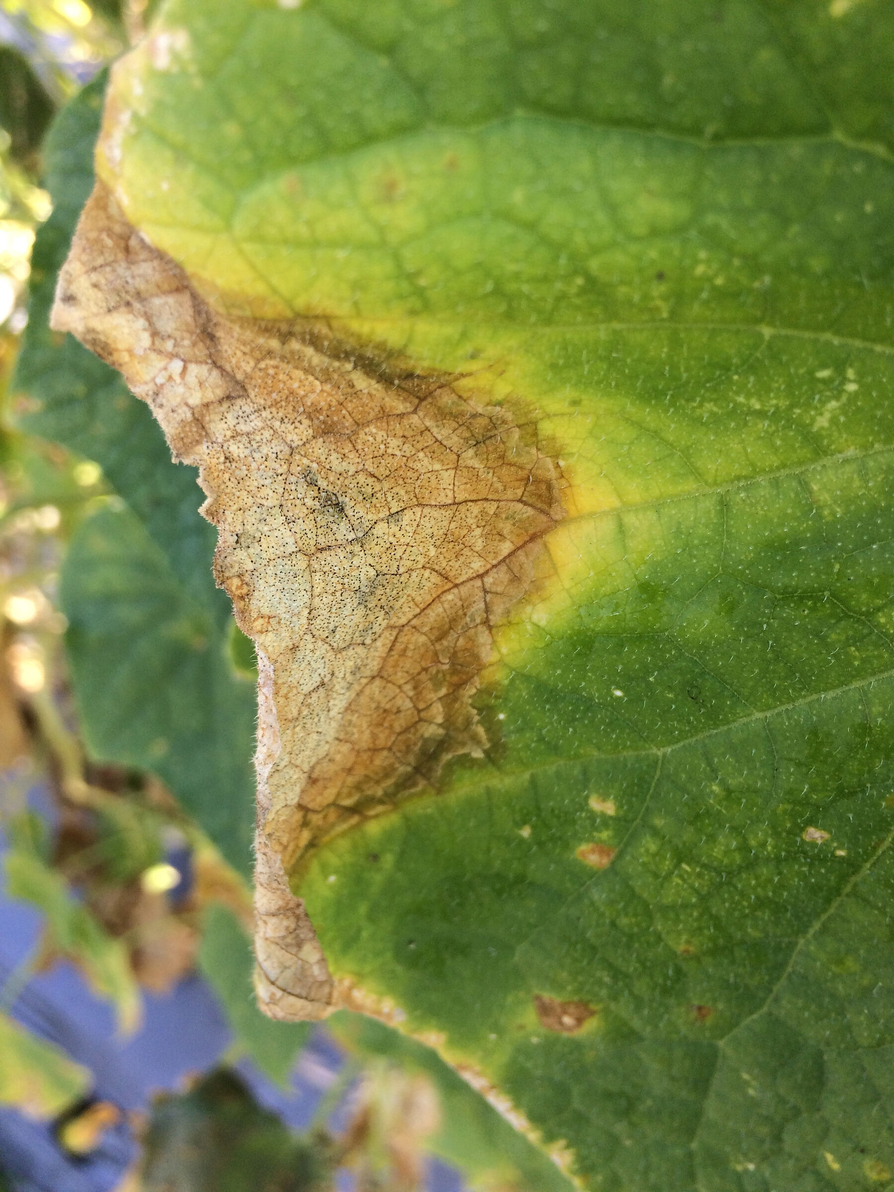 Gummy stem blight - Prevention, Control and Damage
