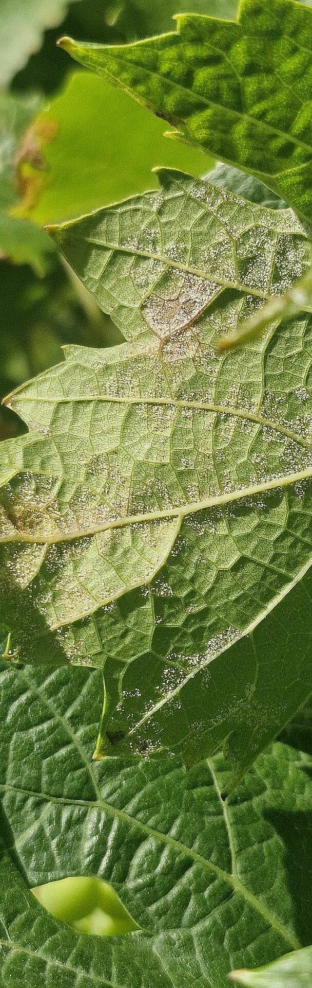 Underside of a grapevine leaf infected with Plasmopara viticola (grape downy mildew), showing characteristic white sporulation.
