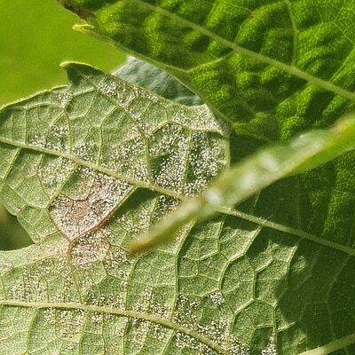 Underside of a grapevine leaf infected with Plasmopara viticola (grape downy mildew), showing characteristic white sporulation.