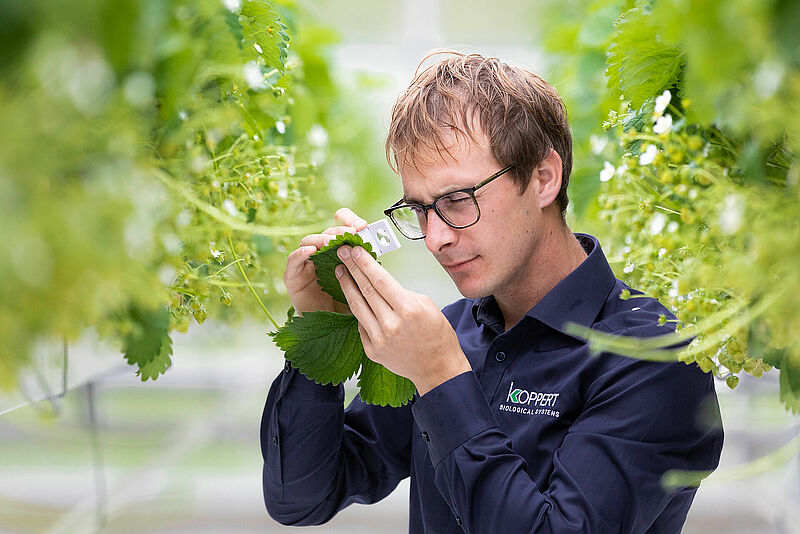 Guido_Roozemond_Koppert_Biological_Systems-4.jpg