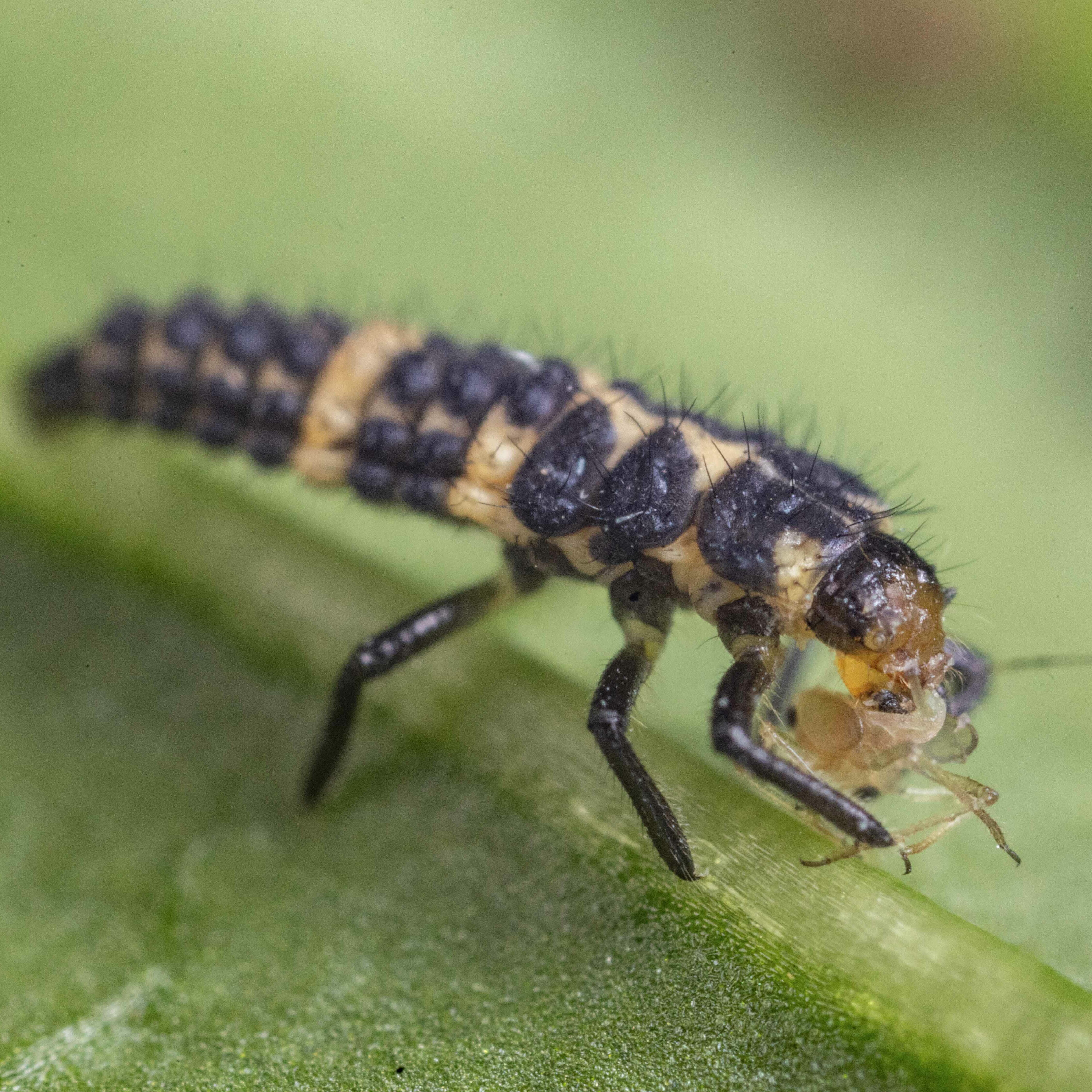 L3 of Coleomegilla maculata preying on aphid