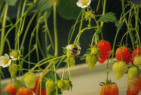 Greenhouse crop pollination