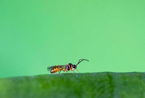 Aphidius colemani