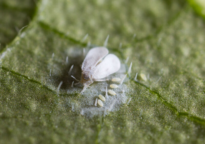 Greenhouse whitefly, Trialeurodes vaporariorum