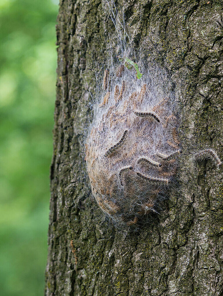 Oak Processionary Moth Thaumetopoea processionea Brochure