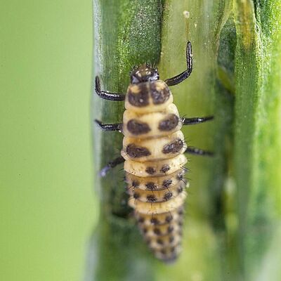 Coleomegilla maculata larva stage 4