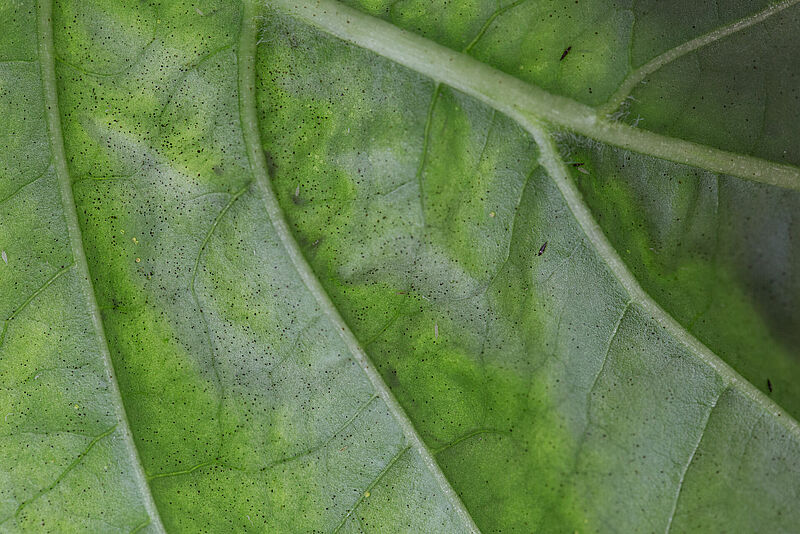 Impatiens thrips Echinothrips americanus on leaf