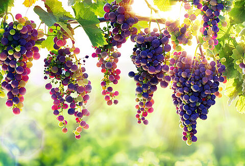 Acadian™: The Gold Standard in Biostimulants
