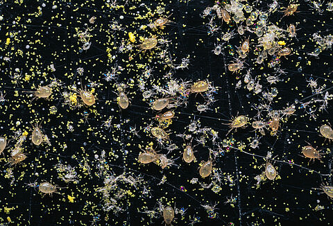 The use of Swirski-Mite brings great advantages!