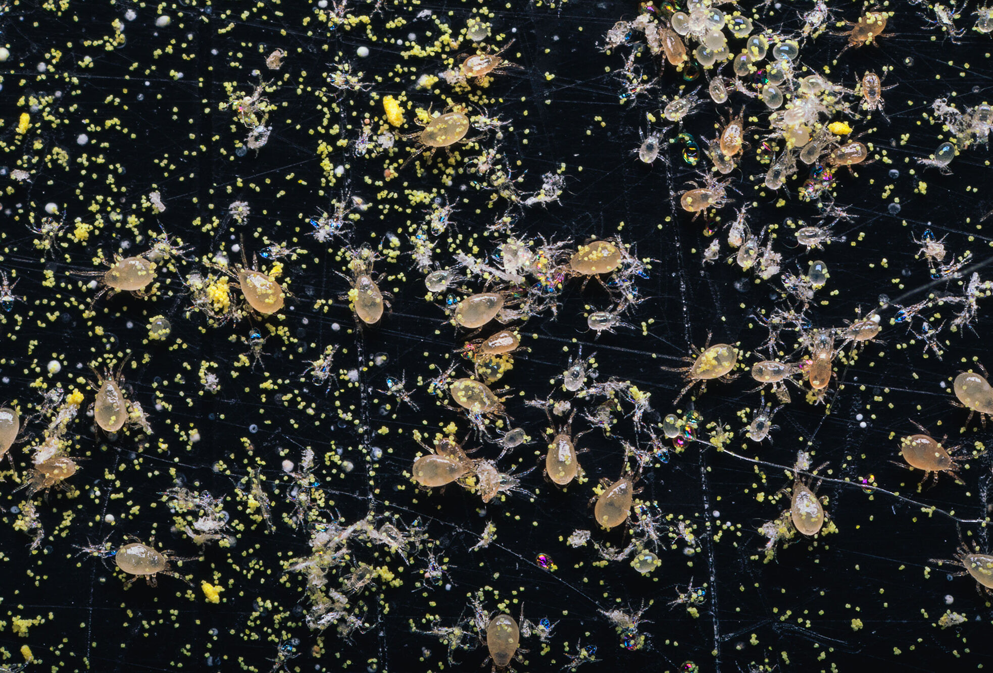 The use of Swirski-Mite brings great advantages!