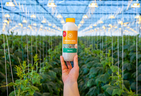 Advanced biocontrol of spider mite with Spidex Vital