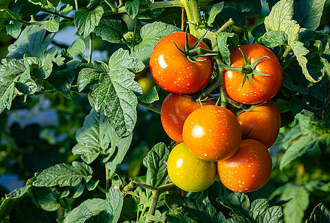 PhylloKare™: The new standard in biostimulants