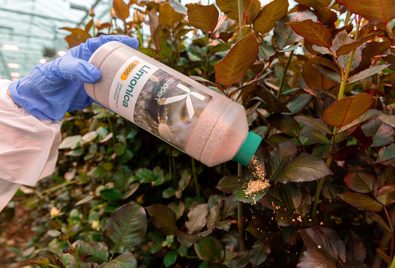 Jeremy Webber Discusses Limonica In GrowerTalks Magazine