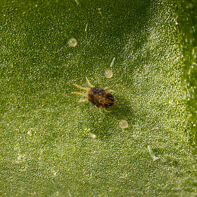 Two-spotted spider mite Tetranychus utricae