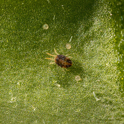 Two-spotted spider mite Tetranychus utricae