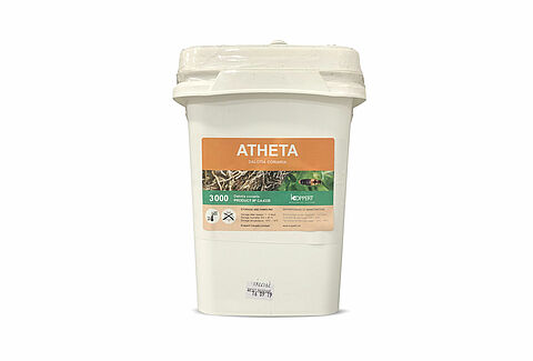 Atheta