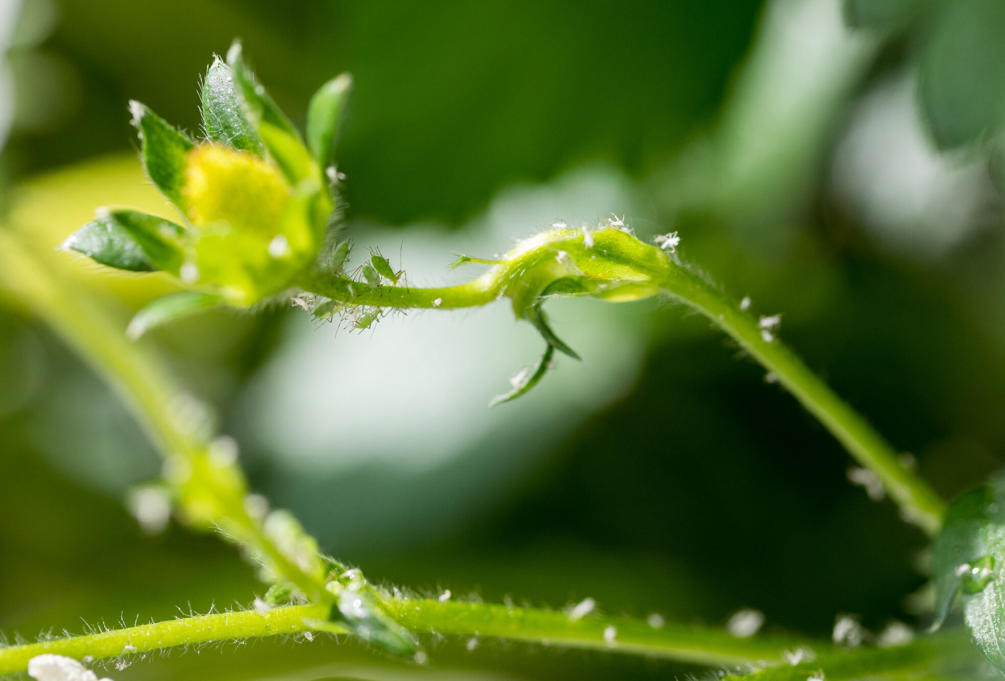 A Hybrid Approach to IPM by Jeremy Webber in GrowerTalks Biosolutions Guide 2025