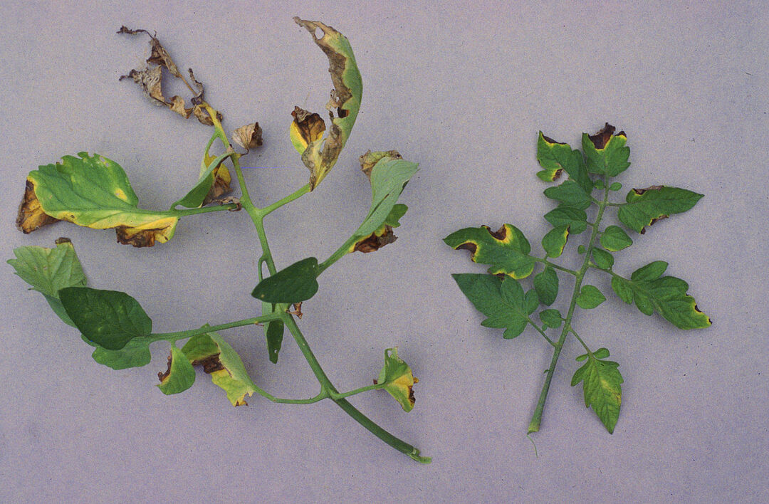 トマカリ様 Bacterial canker of tomato - Prevention, Control and Damage
