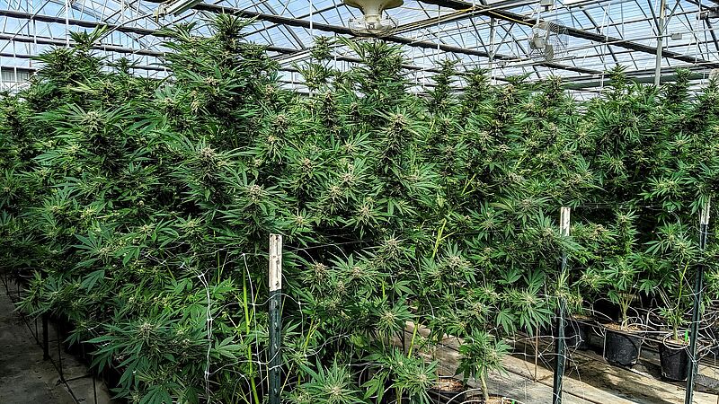 Cannabis_under_roof_JW.jpg