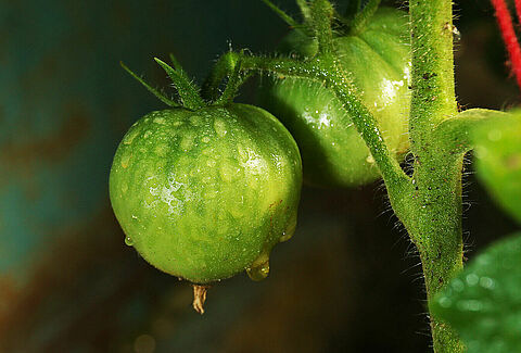 BioSulfur-S: Healthier crops, effortless application