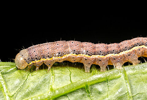 Caterpillars: a growth explosion in the life of butterflies and moths