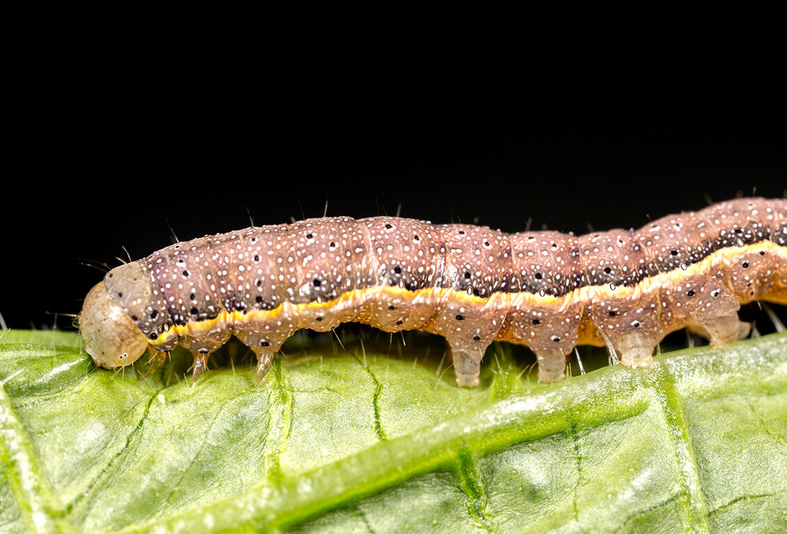 Caterpillars: a growth explosion in the life of butterflies and moths