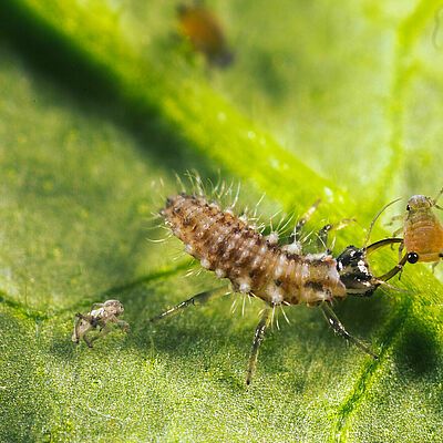 Chrysoperla carnea larval stage