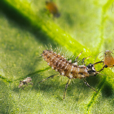 Chrysoperla carnea larval stage
