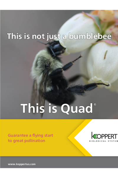 Quad brochure