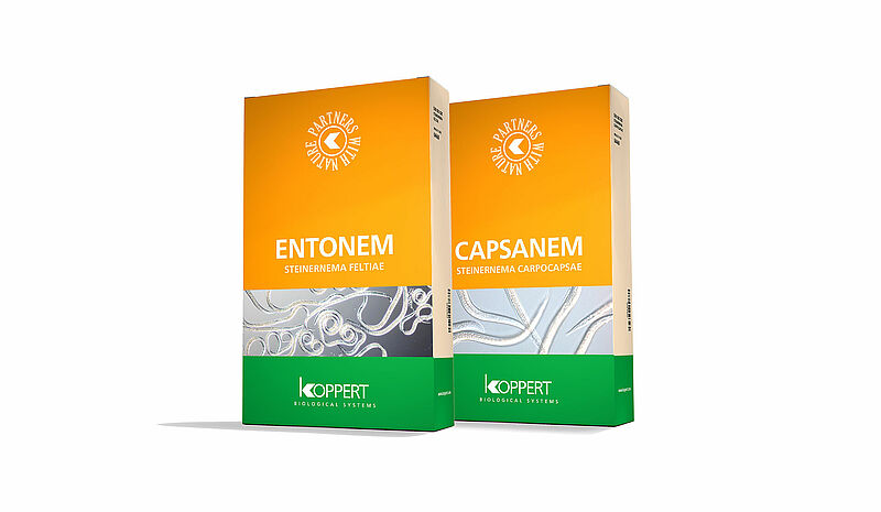 Entonem_en_Capsanem.jpg