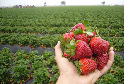 NatuGro in strawberry