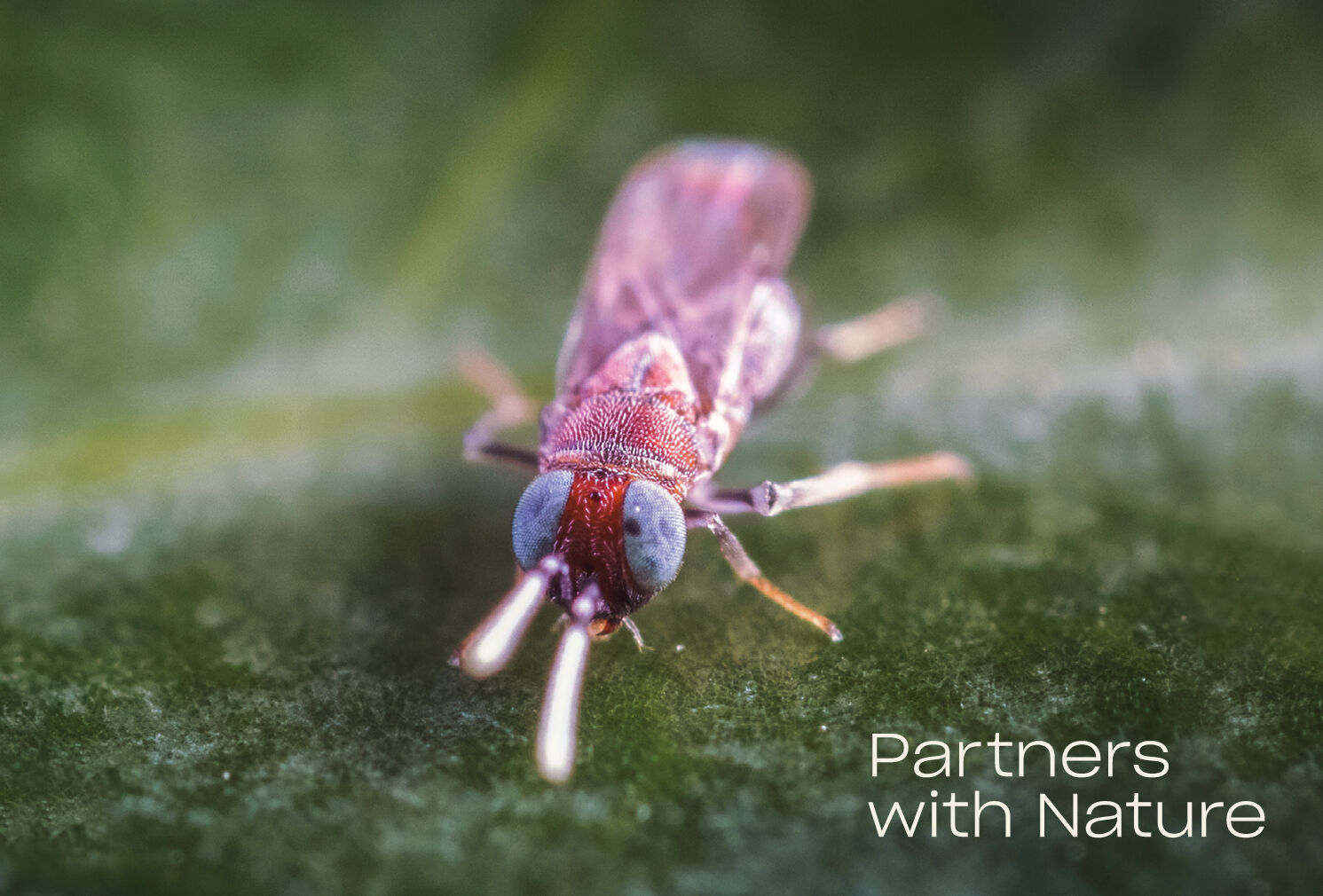 Our new branding: inspired by nature