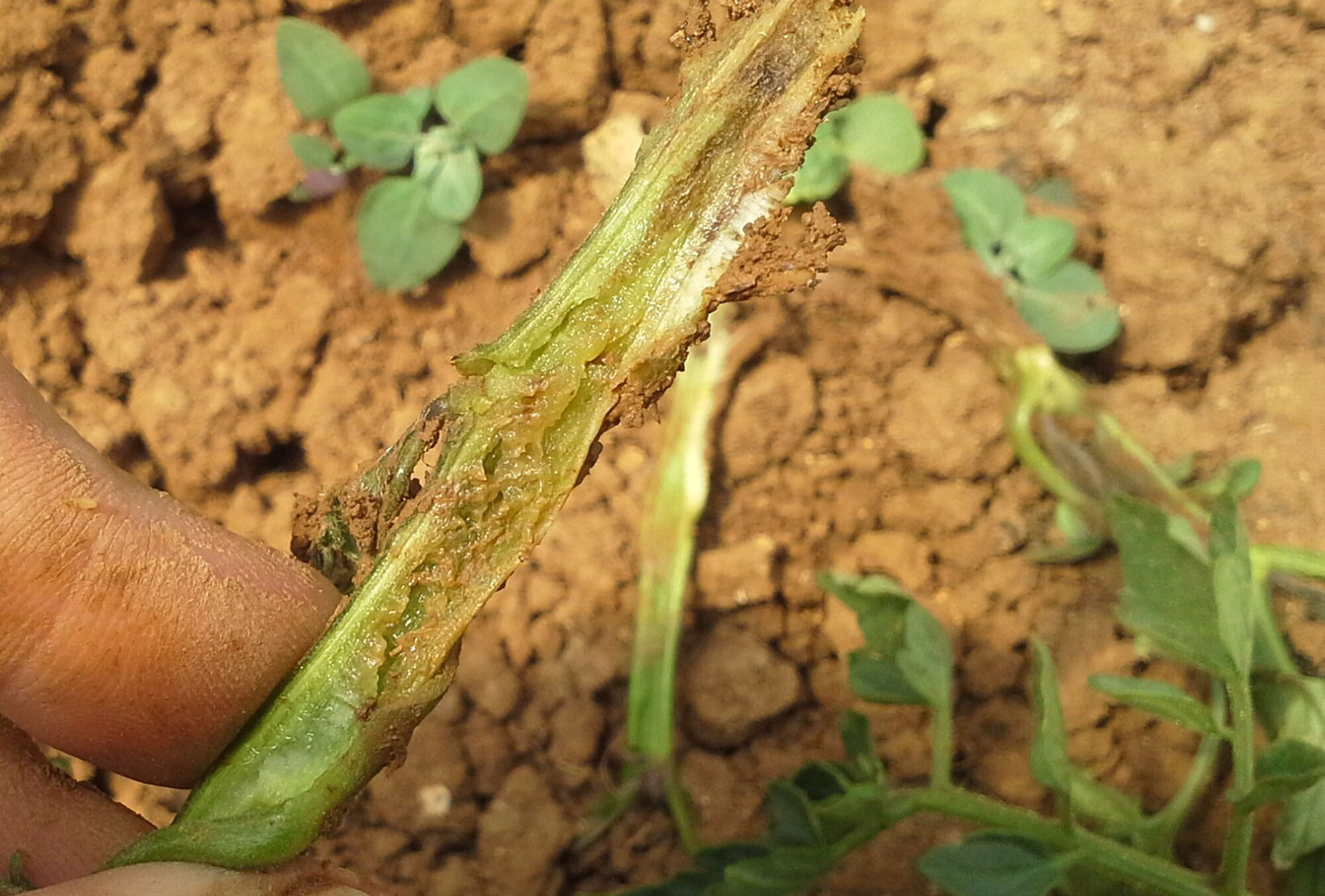 Prevention: the most powerful weapon in the fight against Fusarium