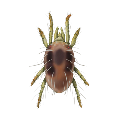 Tetranychus urticae adult female