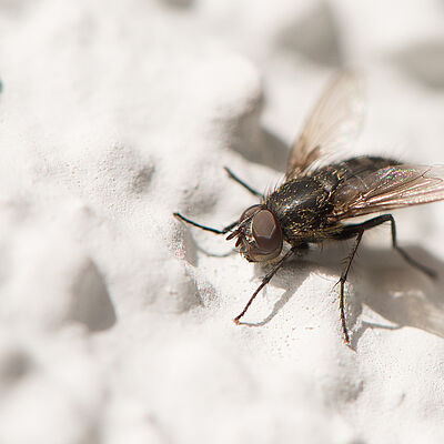 Fannia spp.