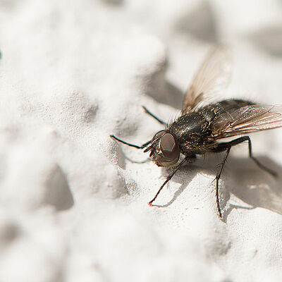 Fannia spp.