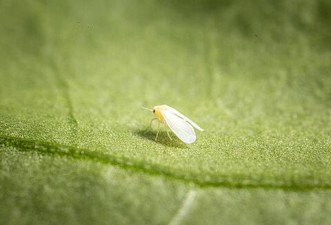 At a Glance: Allies in the Fight Against Whitefly