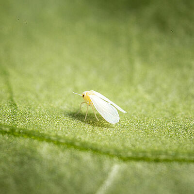 Greenhouse whitefly Trialeurodes vaporariorum adult