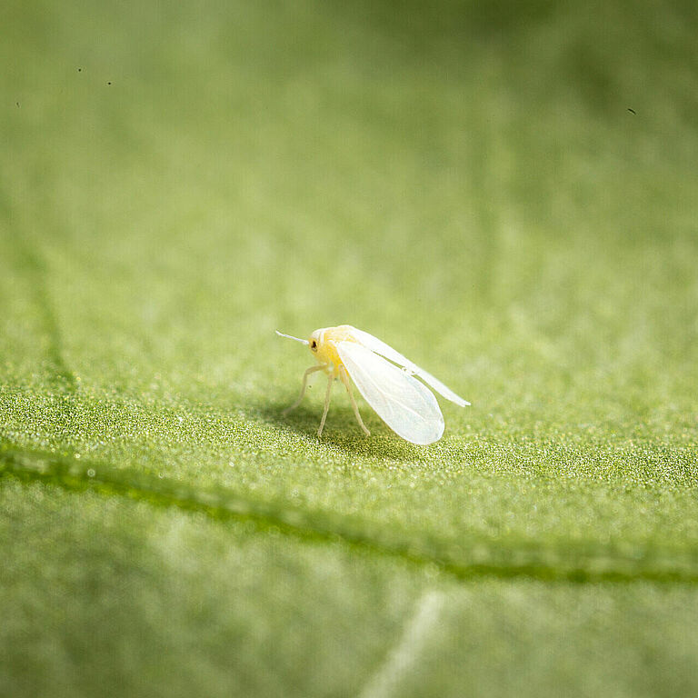Greenhouse whitefly Trialeurodes vaporariorum Adult Illustration